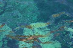 51-San Pietro,28 luglio 2014